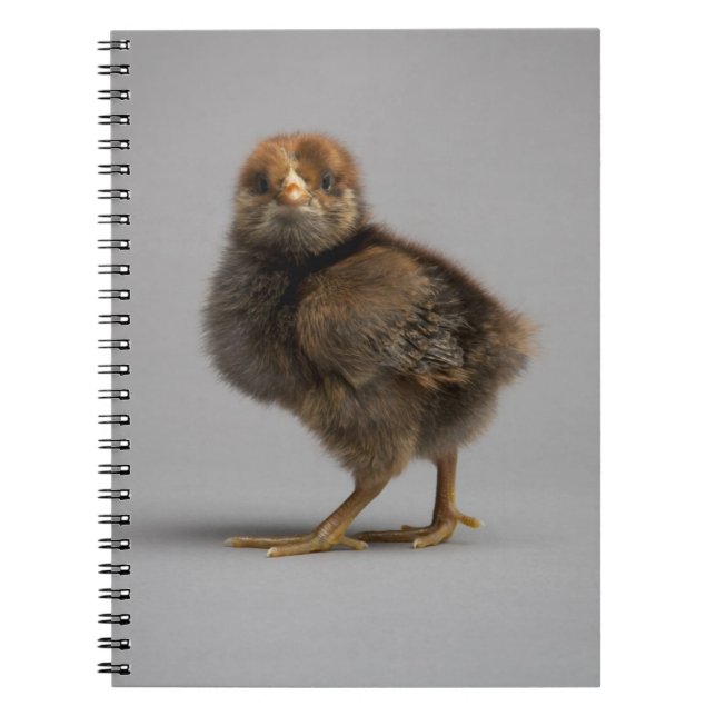 Cuaderno Pollo del bebé (Frente)