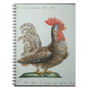 Cuaderno Pollo enano, c.1767-76 (grabado coloreado mano