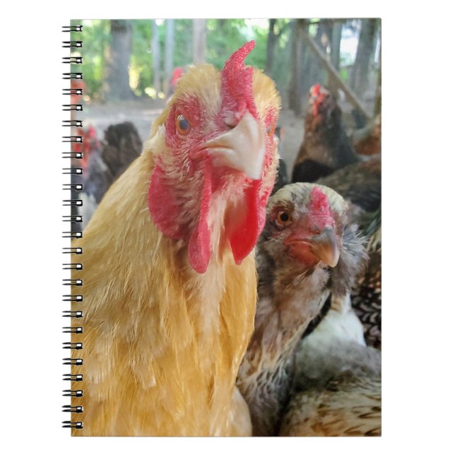 Cuaderno Pollos (Frente)