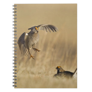 Cuaderno Pollos de pradera machos en lek en el condado de L