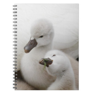 Cuaderno Pollos del cisne del cisne mudo