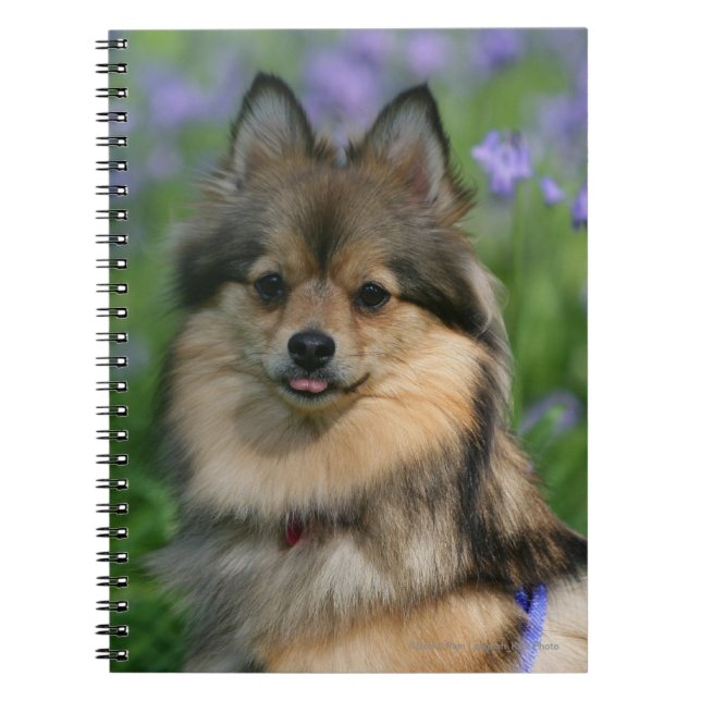 Cuaderno Pomeranian en la hierba (Frente)
