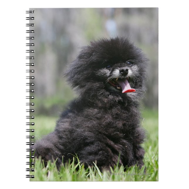 Cuaderno Pomeranian mayor negro (Frente)