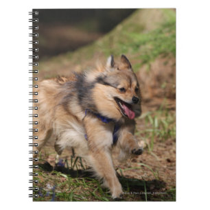 Cuaderno Pomeranian que corre con el arnés encendido