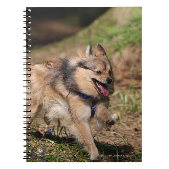 Cuaderno Pomeranian que corre con el arnés encendido (Frente)