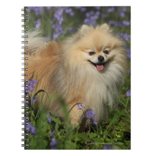 Cuaderno Pomeranian que mira la cámara en los Bluebells