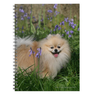 Cuaderno Pomeranian que se coloca de mirada de la cámara