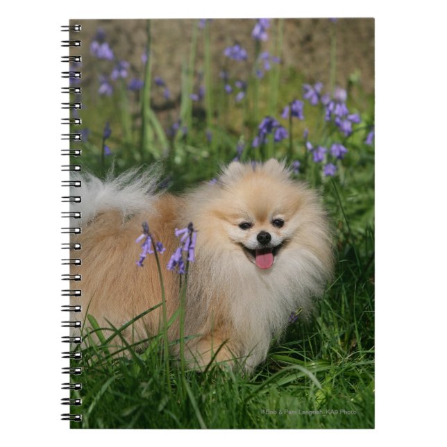 Cuaderno Pomeranian que se coloca de mirada de la cámara (Frente)
