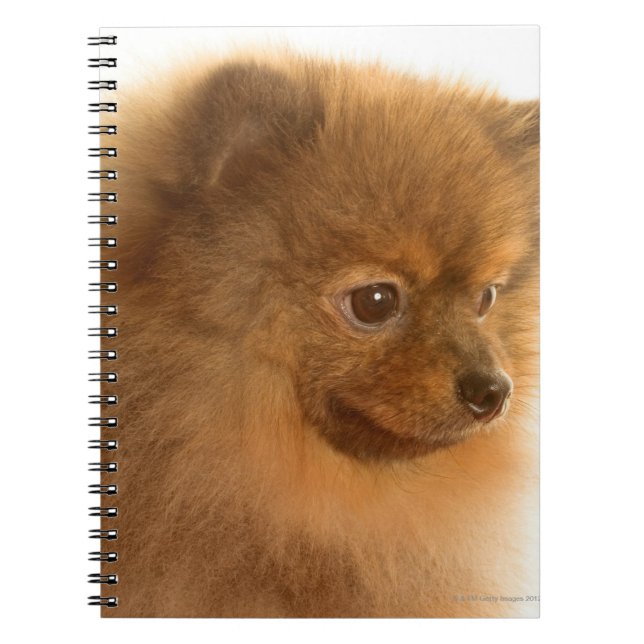 Cuaderno Pomerano (Frente)