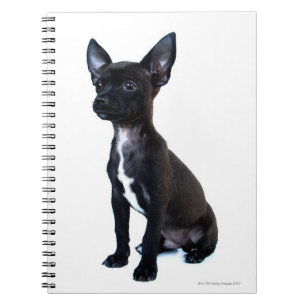Cuaderno Popa chihuahua