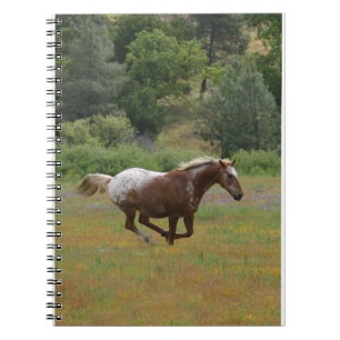 Cuaderno Portátil Appaloosa en funcionamiento