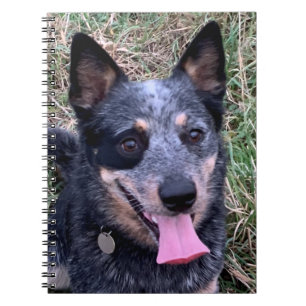 Cuaderno Portátil australiano de perro de ganado vacuno