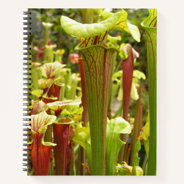 Cuaderno Portátil con fotos de Sarracenia flava (Anverso)