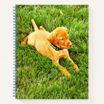 Portátil con una porción de Vizsla