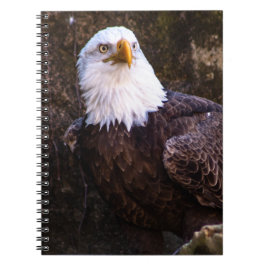 Cuaderno Portátil de águila calva