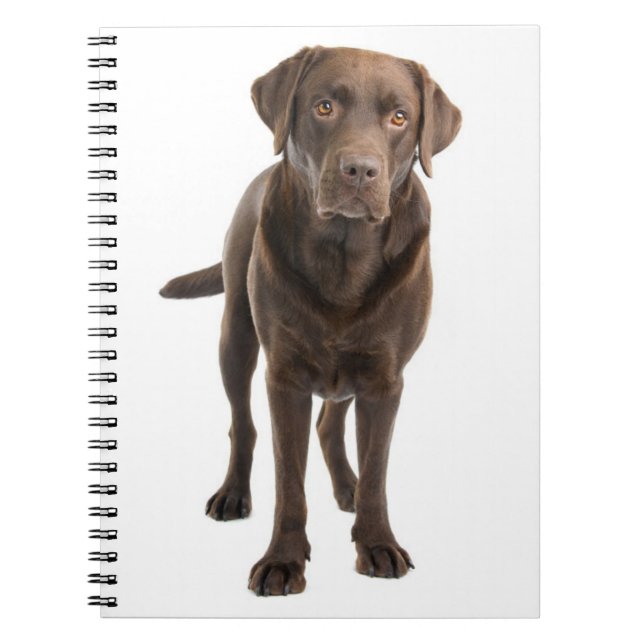 Cuaderno Portátil de cachorro recuperador de chocolate marr (Frente)