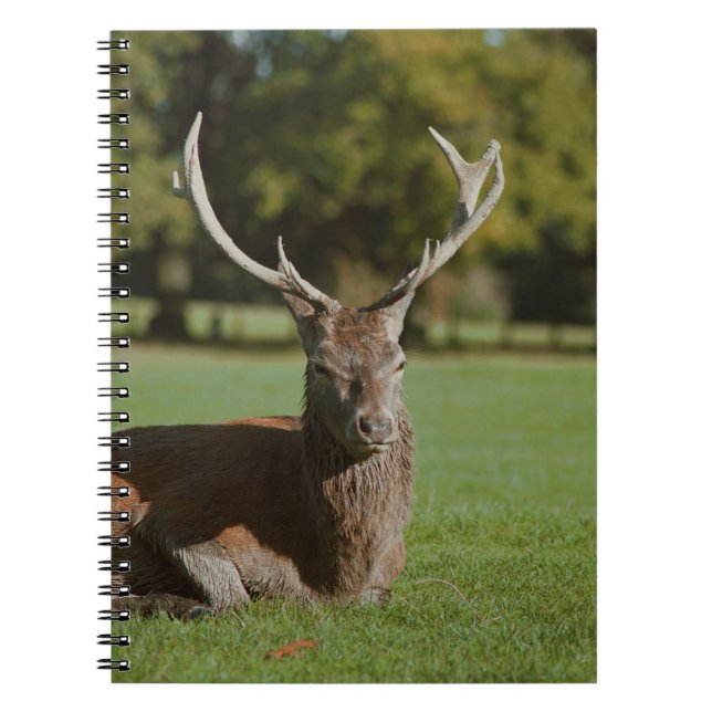 Cuaderno Portátil de ciervos buck (Frente)