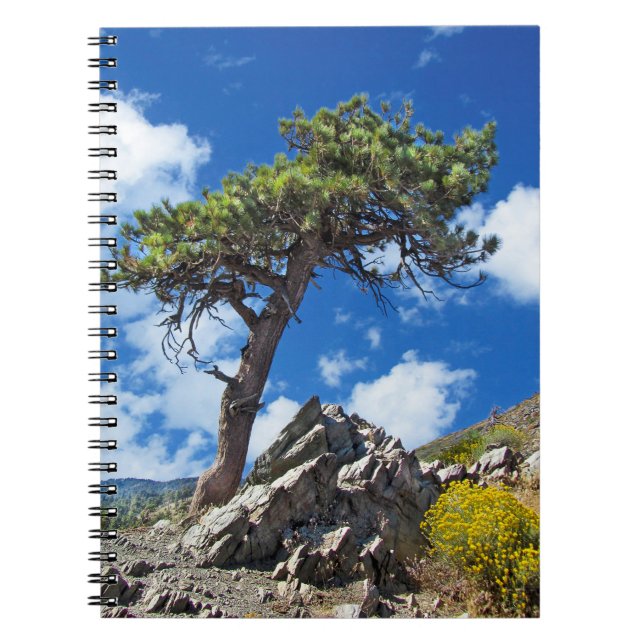 Cuaderno Portátil de espiral de árbol de pino (Frente)