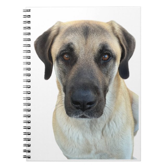 Cuaderno Portátil de espiral de perro pastor anatoliano (Frente)