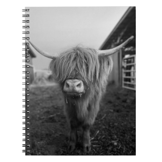 Cuaderno Portátil de espiral de vaca de Highland (Frente)