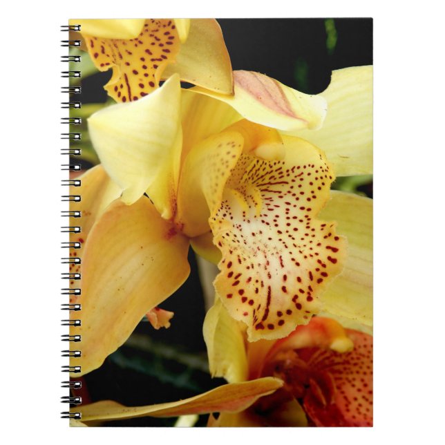 Cuaderno Portátil de foto de orquídea amarillo pálido cimbi (Frente)