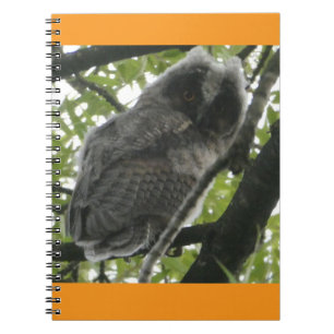 Cuaderno Portátil de fotografía de búho de orejas largas jó