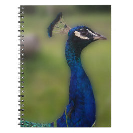 Cuaderno Portátil de fotografía de pavo real