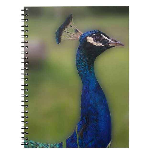 Cuaderno Portátil de fotografía de pavo real (Frente)