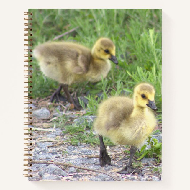 Cuaderno Portátil de fotografía Goslings (Anverso)