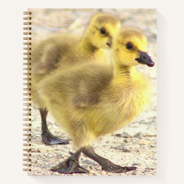 Cuaderno Portátil de fotografía Goslings (Anverso)