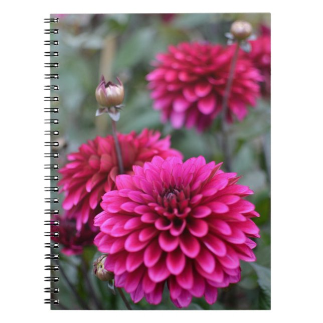 Cuaderno Portátil de fotos florales de Dahlia rosa (Frente)