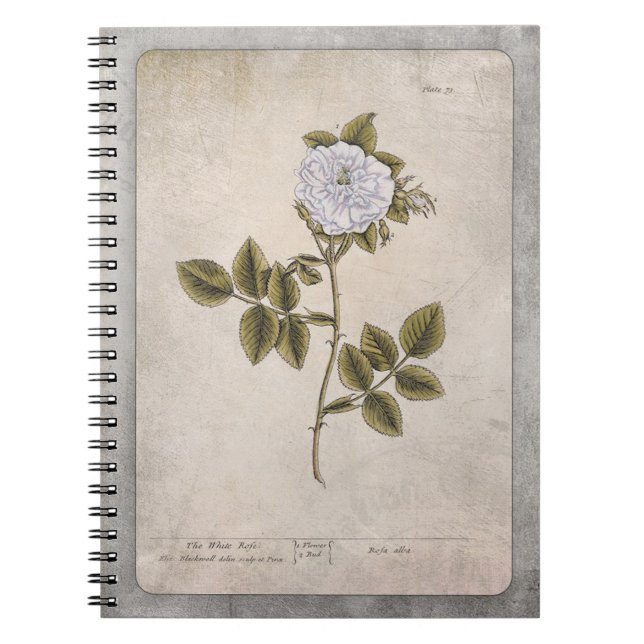 Cuaderno Portátil de Ilustracion botánico - Rosa blanca (Frente)