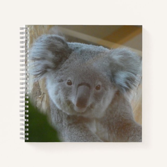 Cuaderno Portátil de Koala (Anverso)