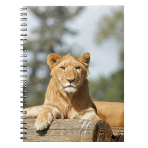 Cuaderno Portátil de león femenino