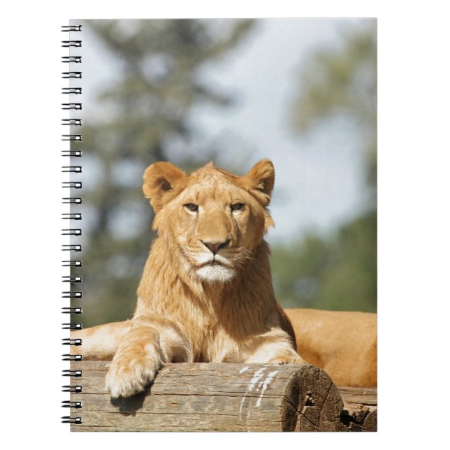 Cuaderno Portátil de león femenino (Frente)