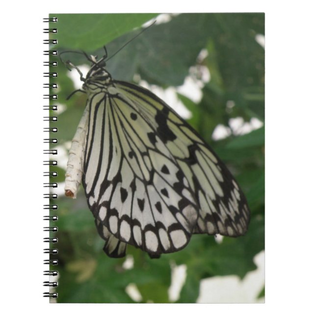 Cuaderno Portátil de mariposa de cometa de papel tropical (Frente)