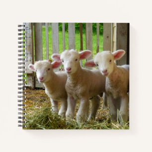 Cuaderno Portátil de oveja