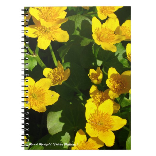 Cuaderno Portátil enlazado en espiral 8x11" | Marsh Marigol (Frente)
