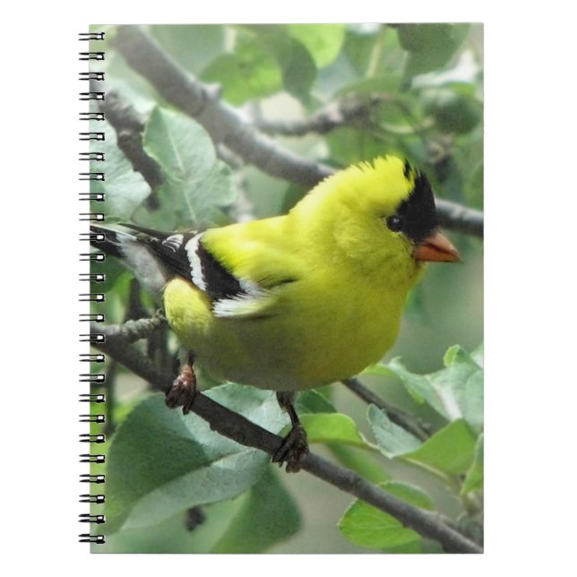 Cuaderno Portátil Goldfinch (Frente)