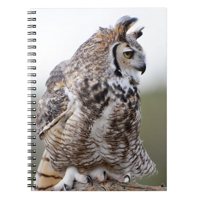 Cuaderno Portátil Great Horned Owl Photo 9x6 (Frente)