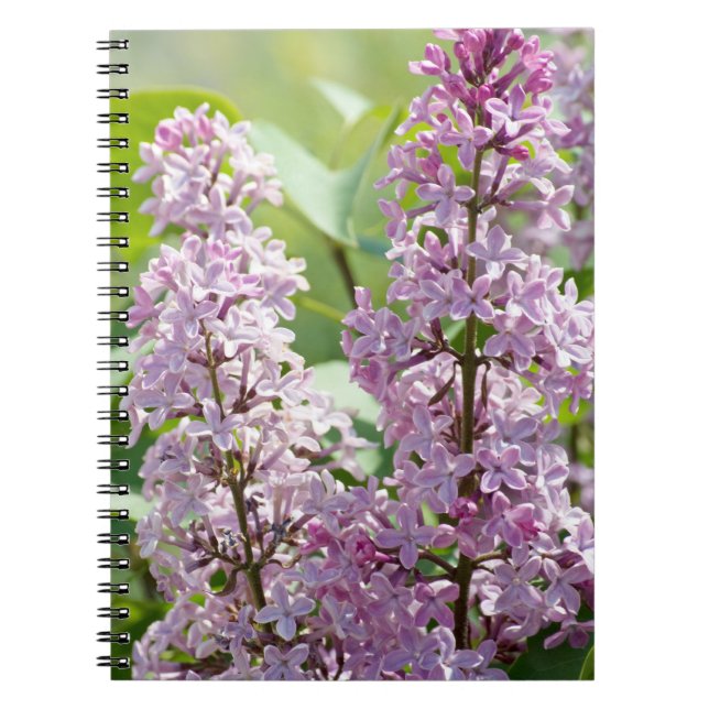 Cuaderno Portátil Lilac P5390 (Frente)