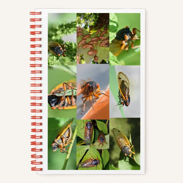 Cuaderno Portátil Magicicada Cicada para 2024 (Anverso)