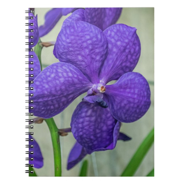 Cuaderno Portátil morado de orquídeas vanda (Frente)