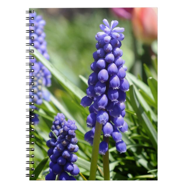 Cuaderno Portátil Muscari (Hyacinth de uva) (Frente)