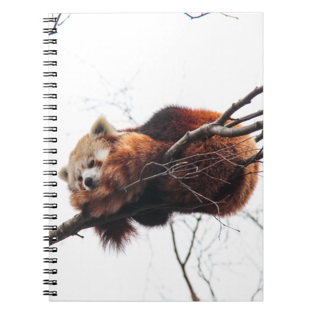 Cuaderno Portátil Panda rojo (Frente)