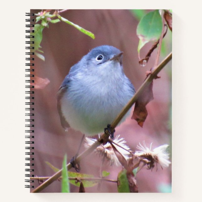 Cuaderno Portátil para aves traseras - Gnatcatcher azul-gri (Anverso)