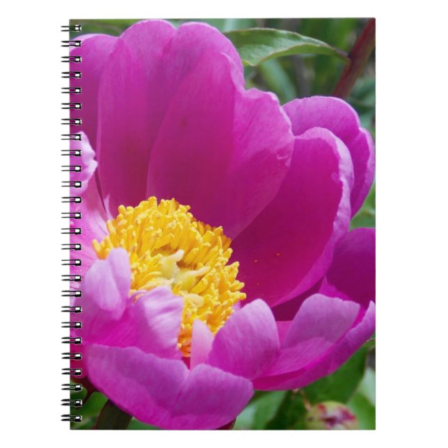 Cuaderno Portátil Peony Rosa Y Amarillo (Frente)