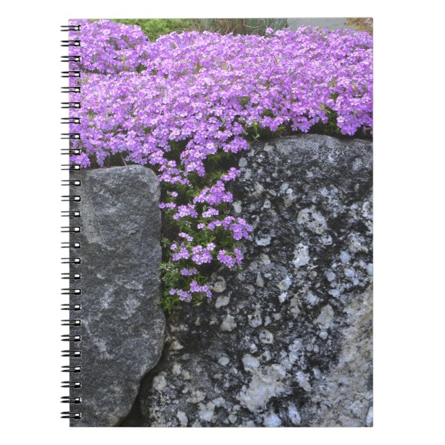 Cuaderno Portátil Phlox On Stone Wall (Frente)