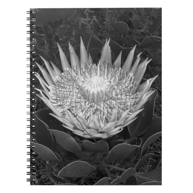 Cuaderno Portátil Protea en blanco y negro (Frente)