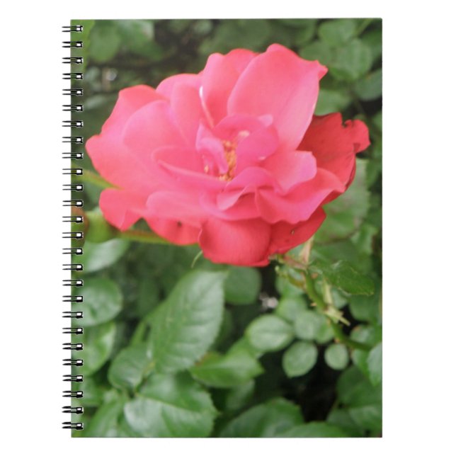 Cuaderno Portátil Rosa silvestre (Frente)